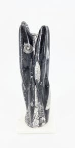 Orthoceras Sculptuur 1,6kg (zie filmpje), Ophalen of Verzenden, Nieuw