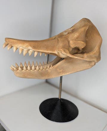 Fossiele schedel - Livyatan Melvillei - Museum-Grade Replica