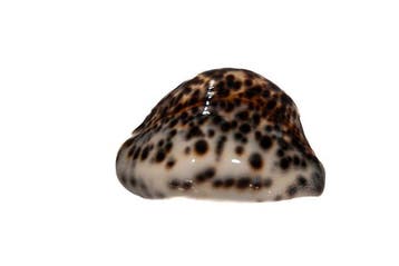 Ultra rare FREAK Cypraea tigris 68 mm - Heavy Aberration, Nieuw