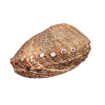 exclusieve verzamelmossel – platte abalone Skelet - Haliotis, Nieuw