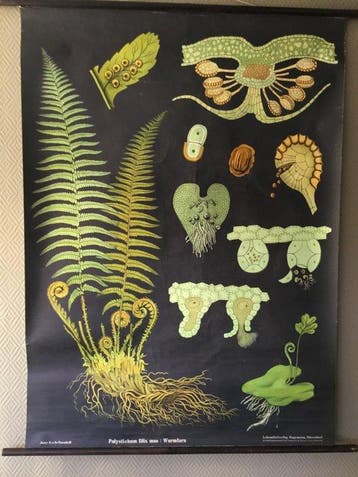 Jung Koch Quentell - Hagemann - Oude originele botanische