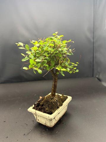 Japanese iep bonsai (Zelkova) - Hoogte (boom): 20 cm -