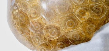 Corail Corail - Corail fossilisé