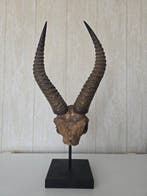 Springbok Taxidermie volledige montage - Antidorcas