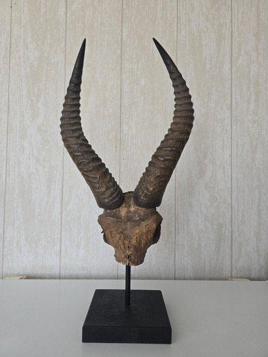 Springbok Taxidermie volledige montage - Antidorcas, Collections, Collections Animaux
