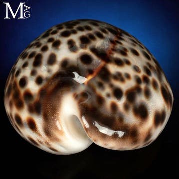 Speciale *Cypraea Tigris* met een opvallende crèmekleurige, Nieuw