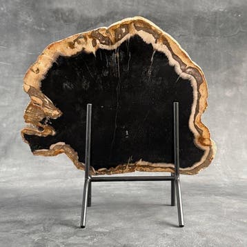 Belle tranche de bois pétrifié sur un socle personnalisé -