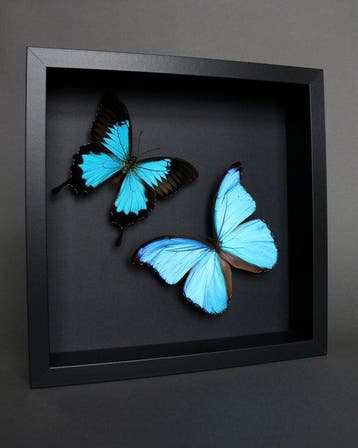 Vlinder Taxidermie volledige montage - Morpho didius x