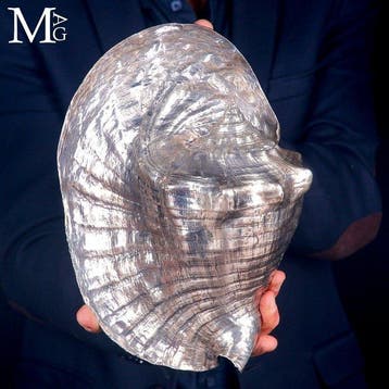 Coquille géante de Lobatus Goliath avec une finition
