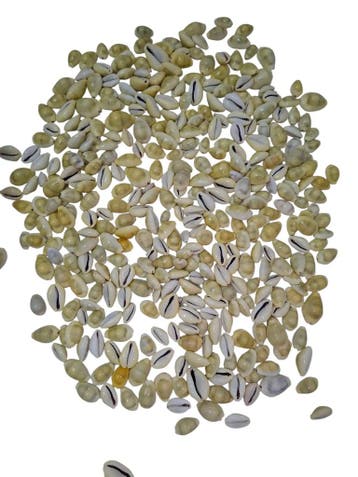 Cypraea Moneta schelpen Creme wit 500 gram