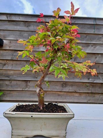 Japanese maple bonsai (Acer palmatum) - Hauteur (arbre) : 25