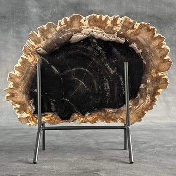 C-Wonderful, grande tranche de bois pétrifié sur un socle