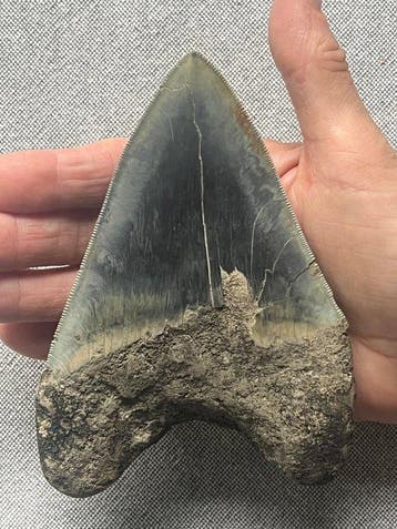 Groot Megalodon-tand 13,9 cm - Fossiele tand - Carcharocles