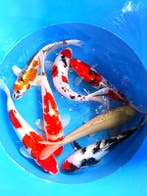 Hirasawa Marusei  40-50 cm (Japanse Koi), Ophalen of Verzenden