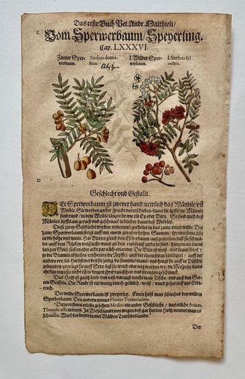 Pietro Andrea Mattioli - Contemporary hand-coloured leaf