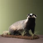 Das Taxidermie Opgezette Dieren By Max, Ophalen of Verzenden, Nieuw, Wild dier, Opgezet dier