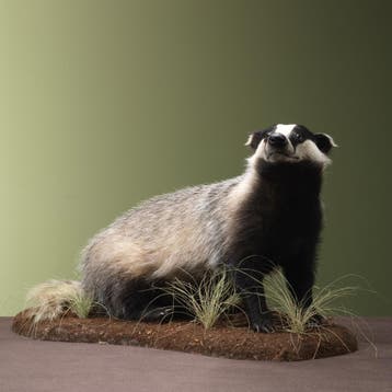Das Taxidermie Opgezette Dieren By Max, Ophalen of Verzenden, Opgezet dier