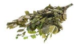 Geprepareerd Gepreserveerd Beukenblad Fagus 75 cm 150 gr, Nieuw