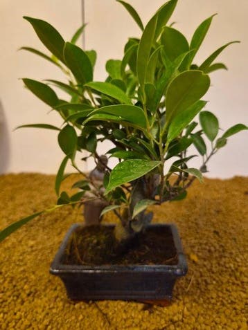 Vijgenboom bonsai (Ficus) - Hoogte (boom): 25 cm - Diepte