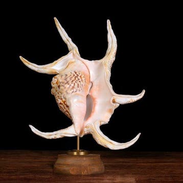 Gemonteerde Strombidae-schelpen: De Kunst van de Natuur -