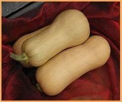 Butternut Hunter F1 - basiseenheid flespompoen zaden, Nieuw