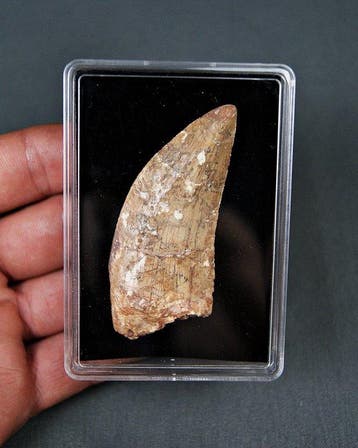 Dinosaurus - Fossiele tand - Carcharodontosaurus saharicus