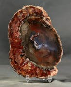 Mooi en decoratief versteend hout - Gepolijst met