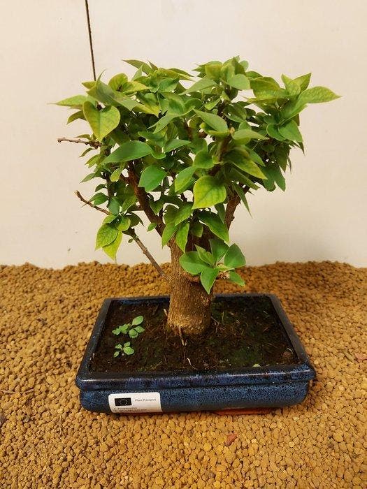 Bougainvillea bonsai (Bougainvillea glabra) - Hoogte (boom):, Antiek en Kunst, Curiosa en Brocante