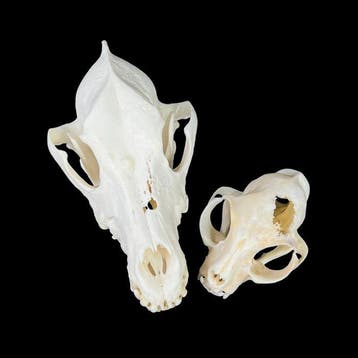 Kat, Hond Schedel van een zoogdier - Felis Catus, Canis, Nieuw