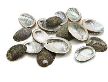 Haliotis Pulcherrima schelpen ca. 20 stuks, Nieuw