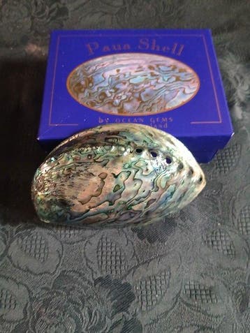 abalone paua Zeeschelp - Haliotis Iris (Zonder minimumprijs)