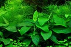 tropica Anubias barteri var. nana In Vitro, Dieren en Toebehoren, Vissen | Aquaria en Toebehoren, Verzenden, Nieuw