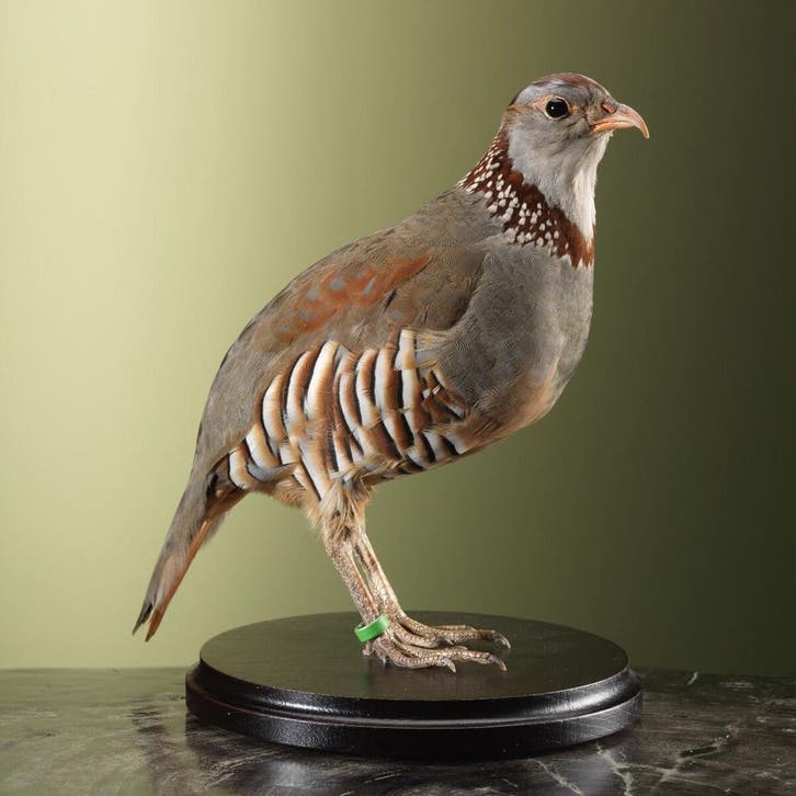 Steenpatrijs Taxidermie Opgezette Dieren By Max, Verzamelen, Dierenverzamelingen, Opgezet dier, Nieuw, Vogel, Ophalen of Verzenden