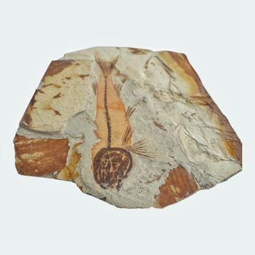 Vis - Gefossiliseerd dier - Fossil Fish from China, Verzamelen