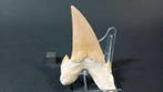 Requin - Dent fossile - Otodus Obliquus - 8.5 cm - 5.1 cm