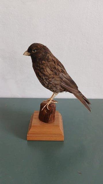 Strillozzo melanico Support de corps entier pour taxidermie, Nieuw