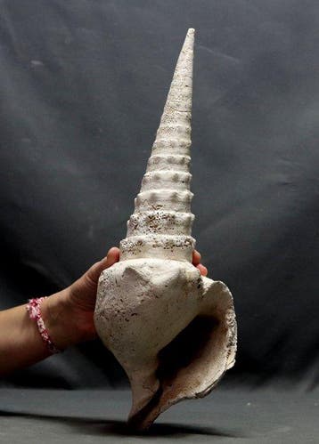 Gigantische fossiele schelp - - Gefossiliseerd dier -