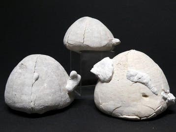 Zee-egel - Gefossiliseerd dier - Echinocorys sulcatus with, Verzamelen