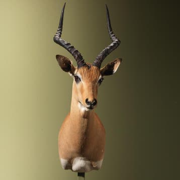 Impala Taxidermie Opgezette Dieren By Max, Ophalen of Verzenden, Opgezet dier