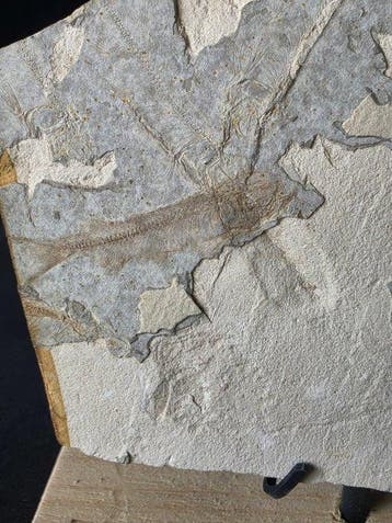 Vis - Gefossiliseerd dier - Fossil Fish Plate – Multiple