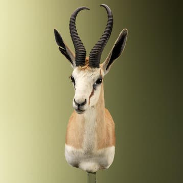 Springbok Taxidermie Opgezette Dieren By Max, Ophalen of Verzenden, Opgezet dier