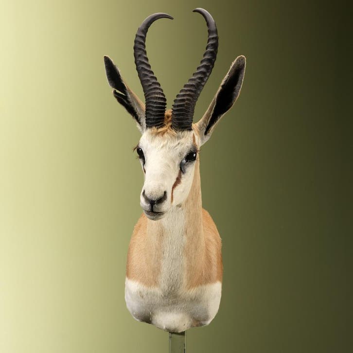 Springbok Taxidermie Opgezette Dieren By Max, Collections, Collections Animaux, Enlèvement ou Envoi