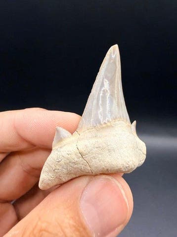 Haai - Fossiele tand - Otodus obliquus - 5.9 cm (Zonder, Verzamelen, Mineralen en Fossielen