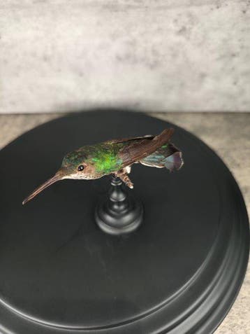Colibri Support de corps entier pour taxidermie -