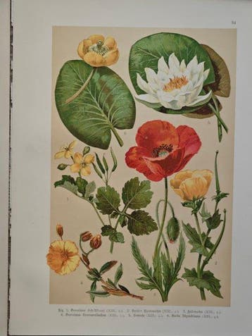 Eberhard Dennert (1861–1942) - Lot. of 12 sheets