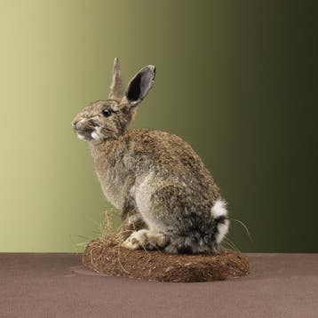 Konijn Taxidermie Opgezette Dieren By Max, Ophalen of Verzenden, Nieuw, Wild dier, Opgezet dier