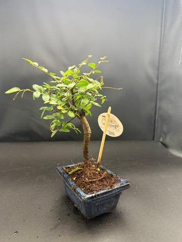 Japanese iep bonsai (Zelkova) - Hoogte (boom): 22 cm -