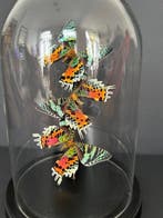 Madagascan Moon Moth Support de corps entier pour taxidermie
