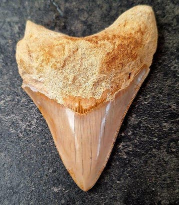 Megalodon - Fossiele tand - 10.4 cm - 7.5 cm