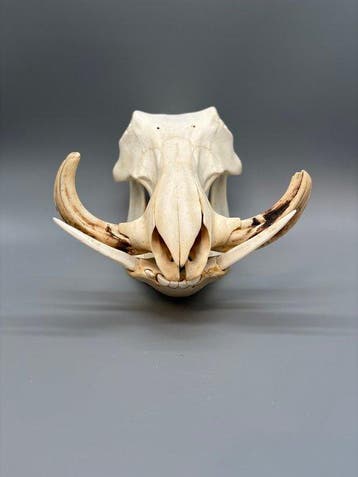 Wrattenzwijn Schedel van een zoogdier - Phacochoerus, Verzamelen, Nieuw
